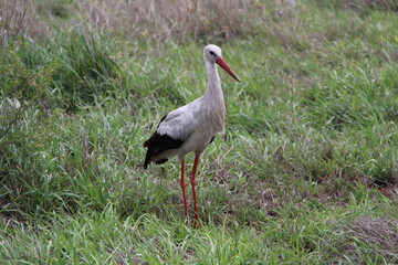 white stork in the grass