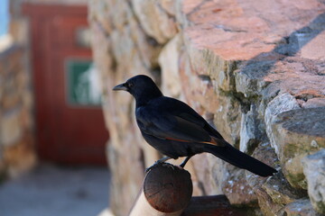 blackbird