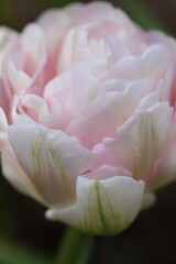 八重のピンクのチューリップ