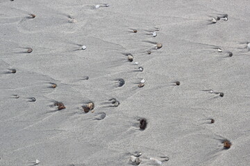 Small rocks and shells on the beach.