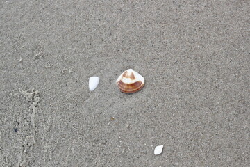 Seashells on the sandy beach