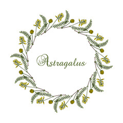 Wreath of Milkvetch astragalus, medicinal plant