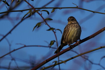 gray bunting on the branch