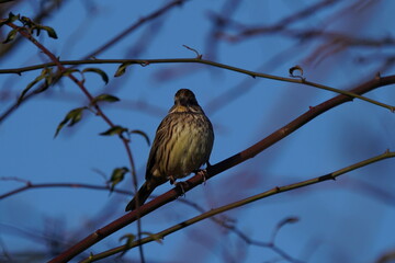 gray bunting on the branch