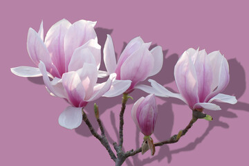 Pink Magnolia flowers, isolated on mauve colored background.