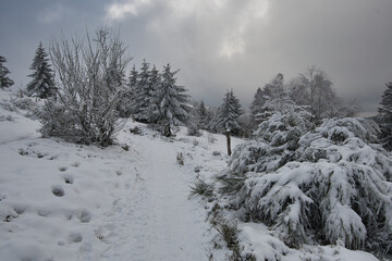 Gefrorener Winterwald in Grendelbruch in den Vogesen