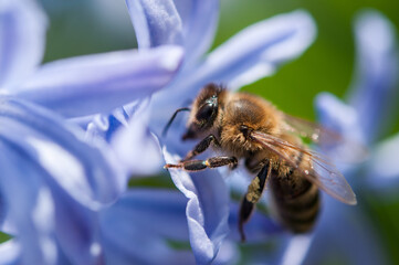 A bee collects pollen from a blossoming blue hyacinth