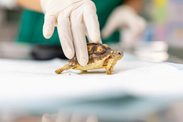 Turtles are Exotic Pets. Sulcata Tortoise or African spurred tortoise are in the veterinary...