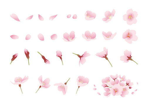 桜の花 イラスト素材 デザインパーツ 色々なアングル（カラー、線なし、白背景）
