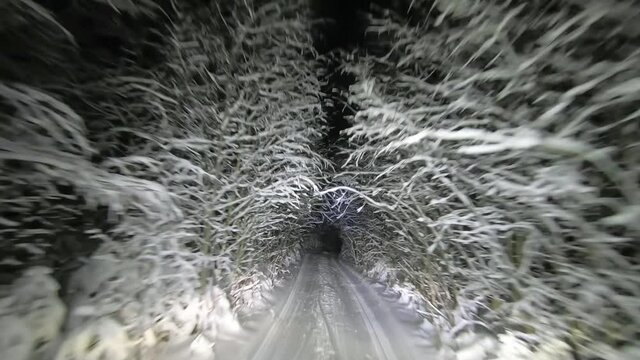 POV driving through the night snowy forest in winter. A tunnel of trees and snow. Beautiful landscape of winter forest at night in the light of car headlights. Winter travel