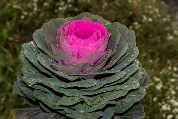 Purple leaves of decorative cabbage, close-up. Colorful natural pattern. Farming and gardening...
