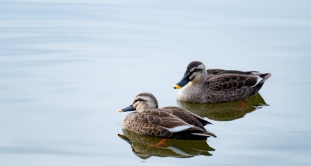 二匹のカルガモ