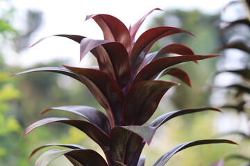 Beautiful red Leaf or plant Cordyline fruticosa leaves colorful tropical nature background.
