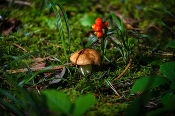 Mushroom in autumn Irish forest