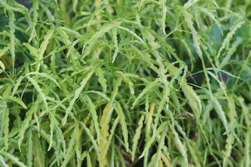 Branches of a weeping or babylon willows, Pattern of green leaves, foliage, Salix babylonica of green leaves background
