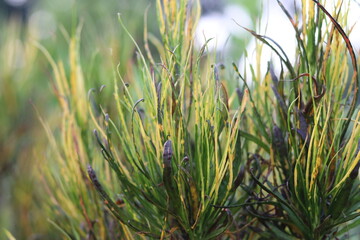 Beautiful leaves of Pata Bahar also known as Leaves out in a garden with green and yellow spots...