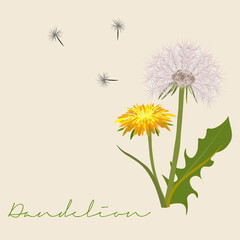 Taraxacum officinale, Dandelion flower and seedhead Botanical vector illustration
