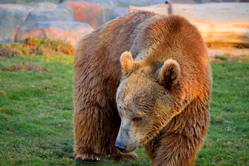 brown bear in the woods