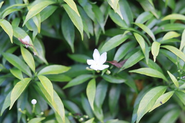 Jasmine white flower nature background

