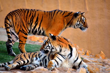 tigers in the zoo