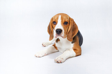 Lazy cute puppy beagle in front of white background
