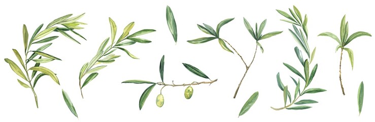 Olive set twigs, foliage and fruit isolated on a white background. Branches, spring, freshness. Watercolor illustration - obrazy, fototapety, plakaty