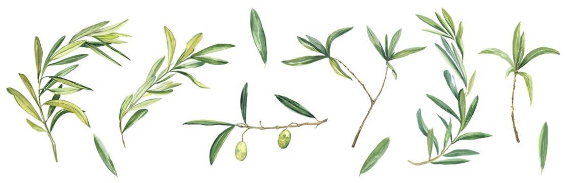 Olive set twigs, foliage and fruit isolated on a white background. Branches, spring, freshness. Watercolor illustration