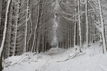 Gefrorener Winterwald in Grendelbruch in den Vogesen