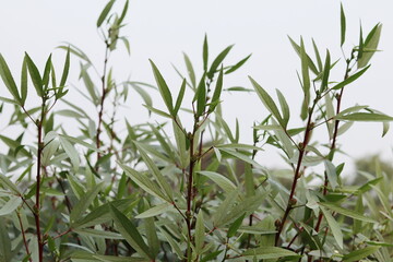 Red roselle flowers and fruits in the farm
