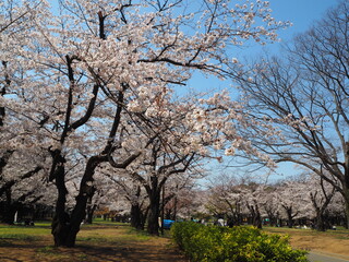 the beautiful cherry blossoms of yoyogi park in tokyo, JAPAN
