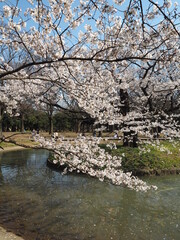 Fototapeta na wymiar the beautiful cherry blossoms of yoyogi park in tokyo, JAPAN