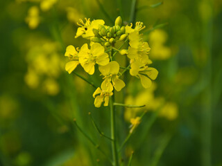 Obraz premium Very beautiful bright yellow mustard flowers or canola or rapeseed field in wintertime in India