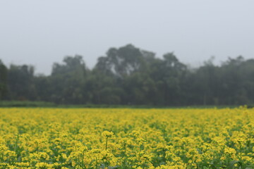 Beautiful yellow mustard flower in the fields
