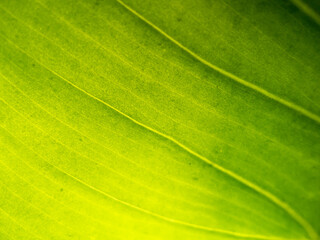 A close up of green leaves