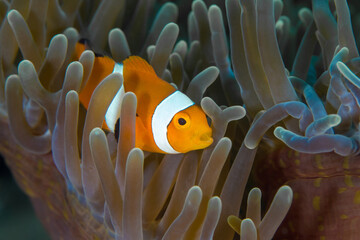 Clownfish swimming in front of its home anemone (Amphiprion ocellaris)