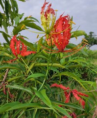 Reddish Flower (Senkanthal malar)