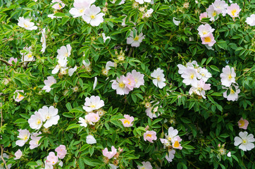 Blossom wildrose shrub