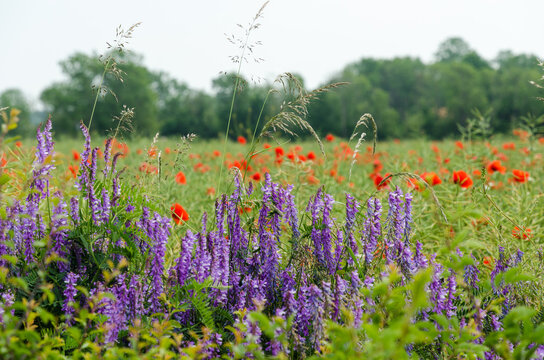 Blue And Red Summer Flowers In A Field