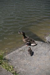 duck on the lake