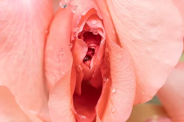 closeup of erotic pink rose flowers with water drops © James Jiao