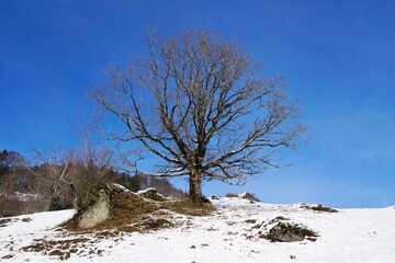 Winterlandschaft mit kahlen Bäumen  vor blauem Himmel