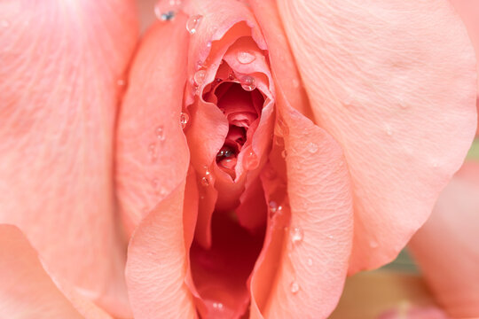 closeup of erotic pink rose flowers with water drops