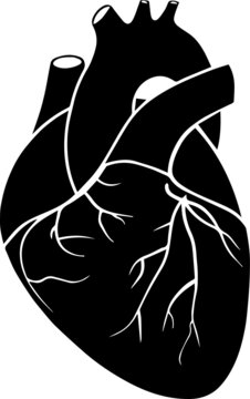 Anatomical human Heart vector illustration