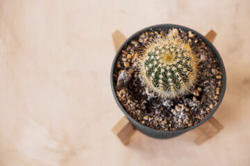 small cute cactus in a gray pot and wooden stands for planters on a beige background at home. vertical, selective focus