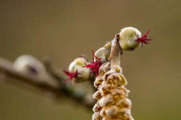 Natur Mischmasch
