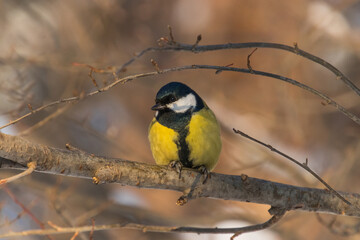 Obraz premium yellow wagtail on a branch