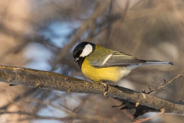 Fototapeta premium titmouse on a branch