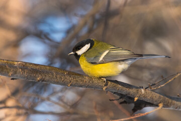 Obraz premium a bird on a branch