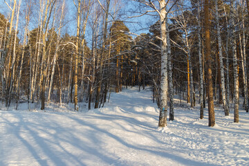 snow covered trees