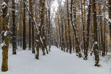 Obraz na płótnie Canvas birch forest in winter
